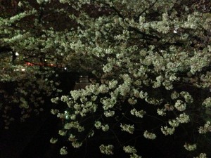 2013年も目黒川の桜はキレイでした